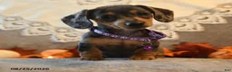 Dachshund dogs for sale: Pansy - Ad 3