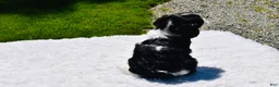 Cavalier King Charles Spaniel dogs for sale: Shadow - Ad 4