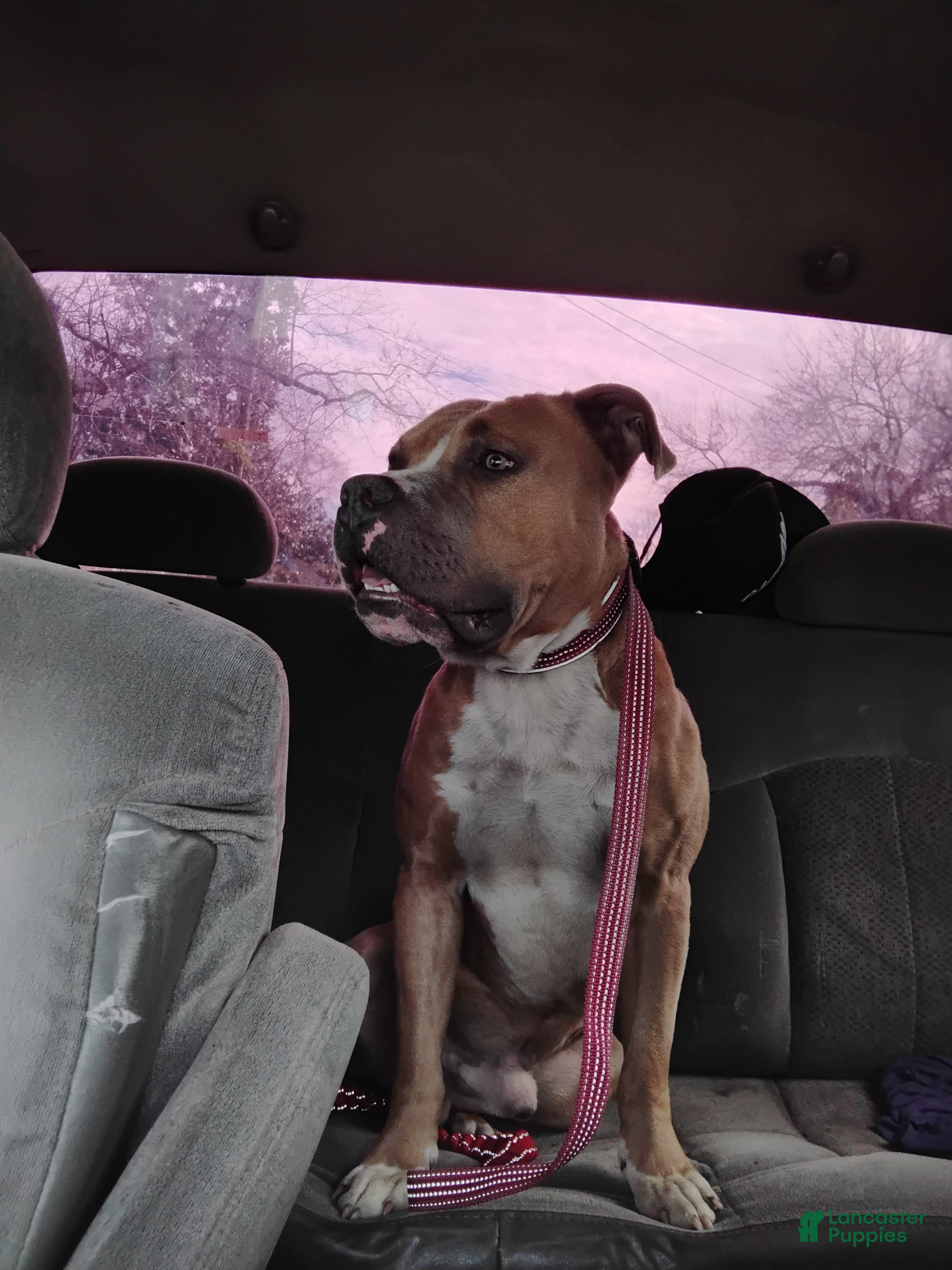 Mixed Breed dogs Mixed Breed Puppy 1 - Ad 3