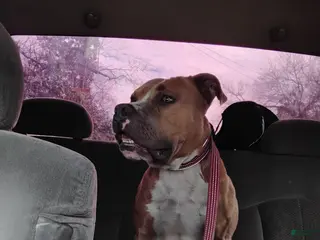 Mixed Breed dogs Mixed Breed Puppy 1 - Ad 37