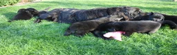 Newfoundland dogs for sale: Ember - Ad 15