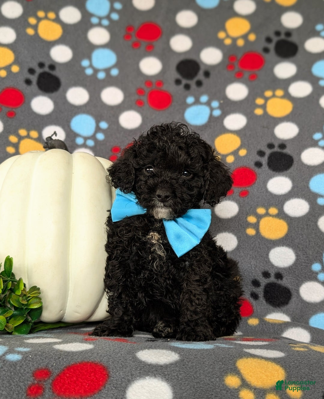 Miniature Poodle dogs for sale: Tennyson - Ad 2