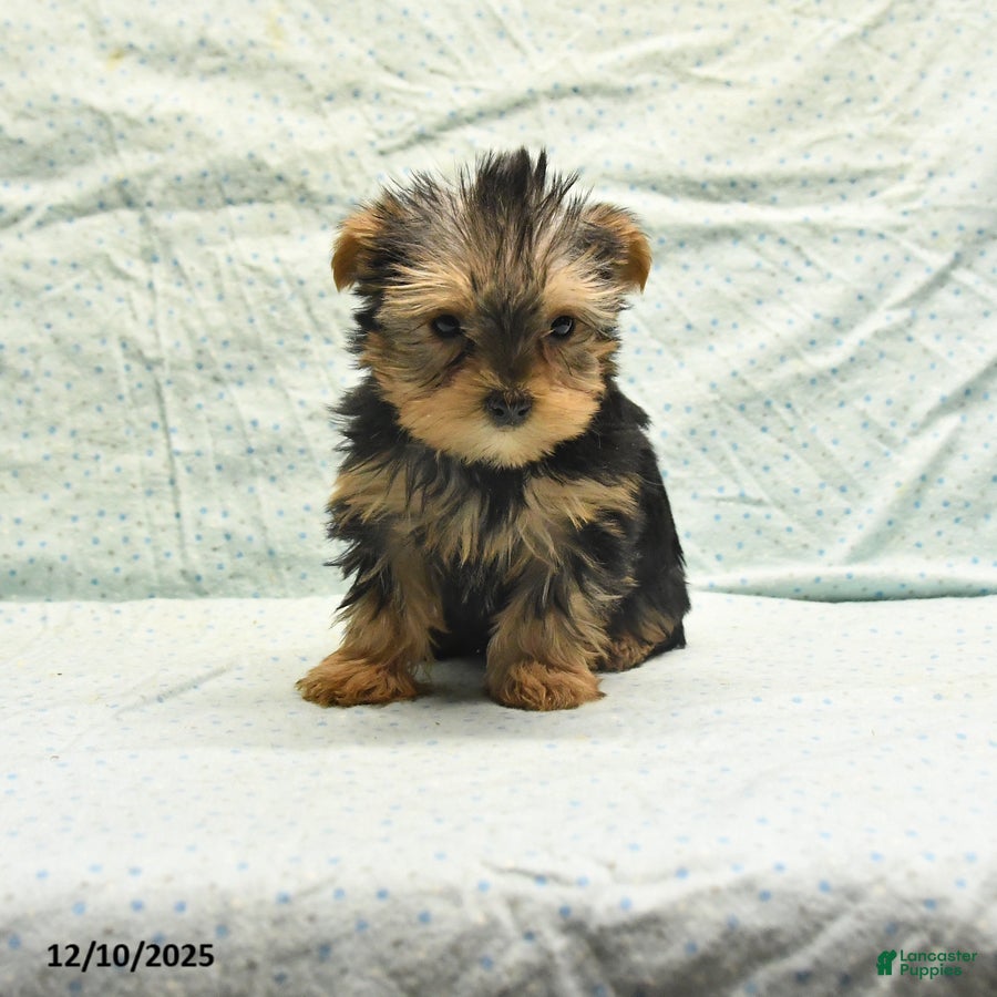 Yorkshire Terrier dogs Elmer - Ad 17