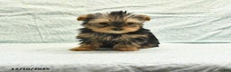 Yorkshire Terrier dogs for sale: Elmer - Ad 1