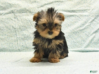 Yorkshire Terrier dogs Elmer - Ad 38