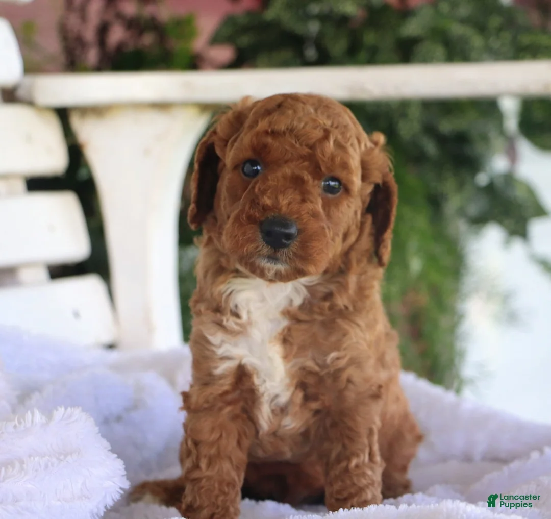 Miniature Labradoodle dogs for sale: Chester - Ad 1