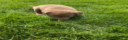 Labrador Retriever dogs for sale: Daisy - Ad 5