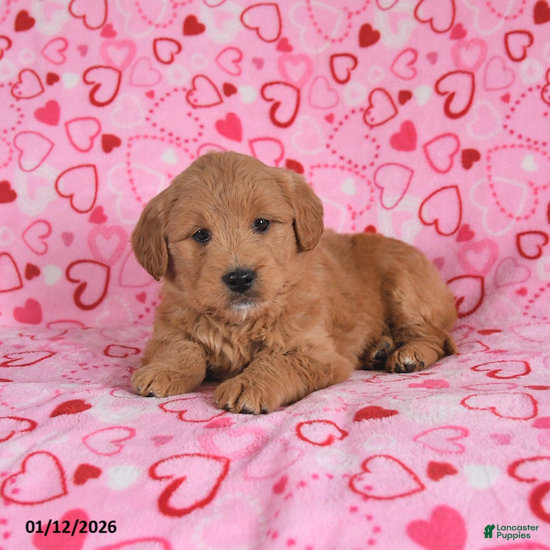 Goldendoodle dogs for sale: Bunny - Ad 2