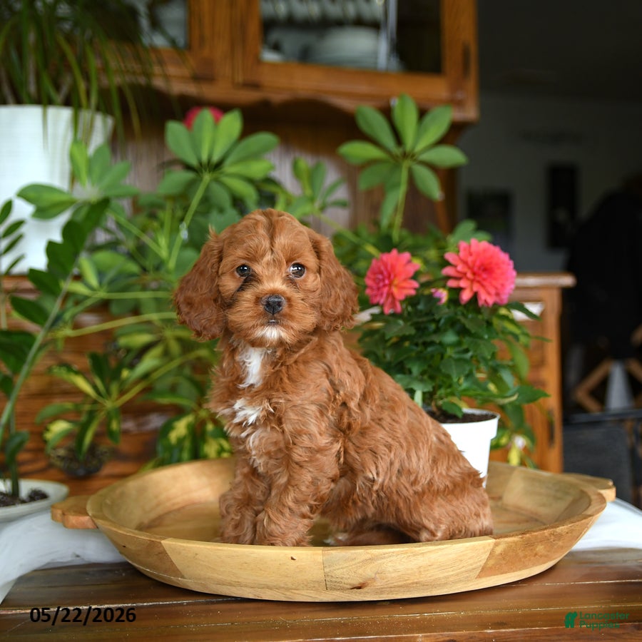 Cockapoo dogs Willow - Ad 2