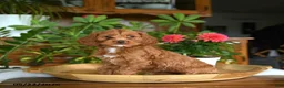 Cockapoo dogs for sale: Willow - Ad 2