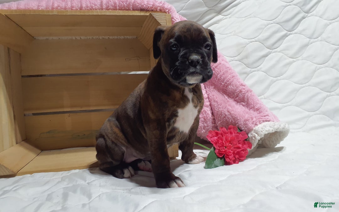 Boxer dogs for sale: Snickers  - Ad 1