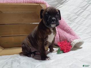 Boxer dogs Snickers - Ad 6