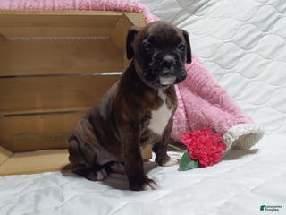 Boxer dogs Snickers -AKC- - Ad 23