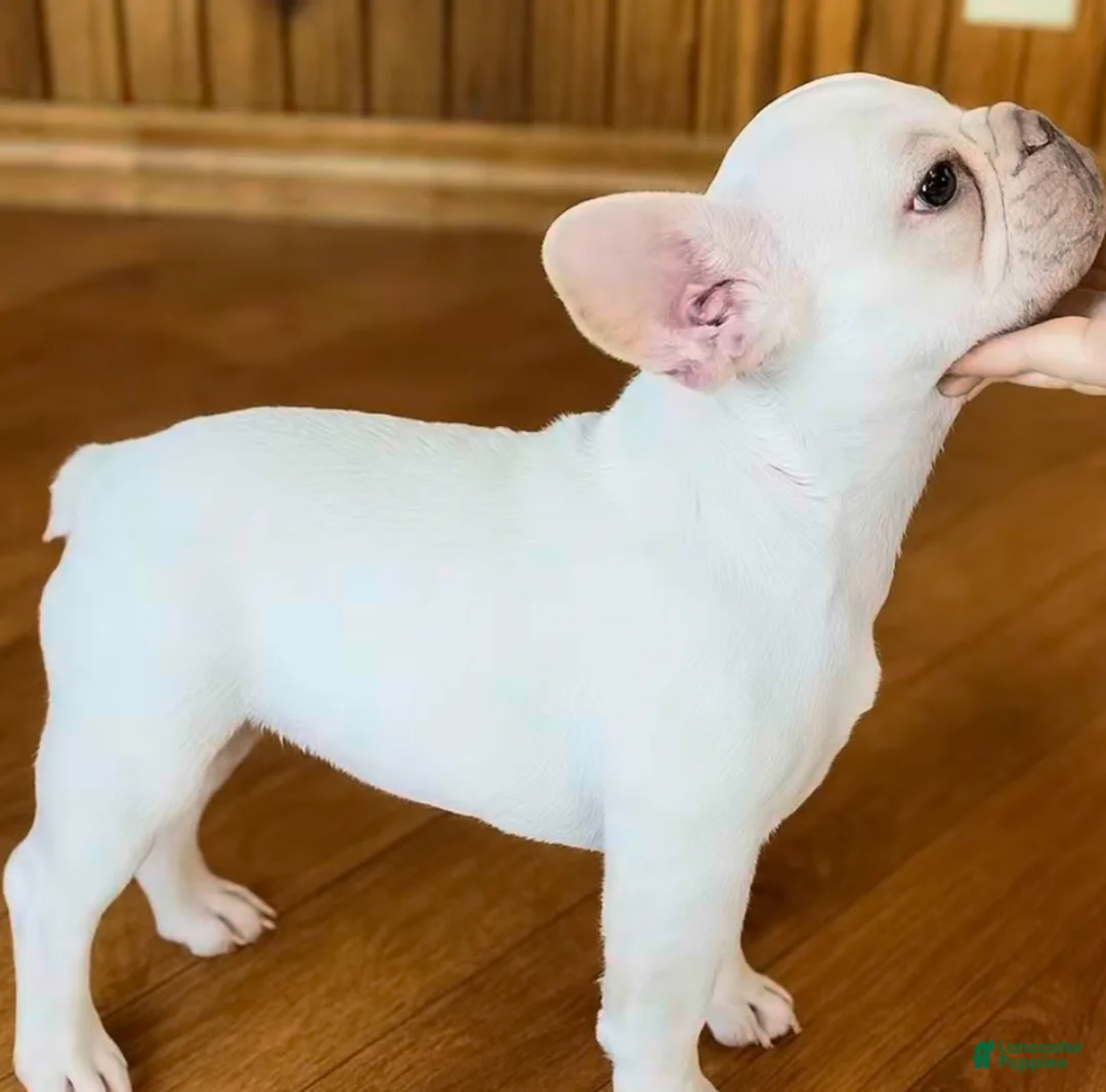 French Bulldog dogs for sale: French Bulldog Puppy 6 - Ad 4