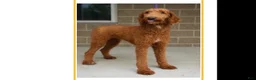 Standard Poodle dogs for sale: Standard Poodle 1 - Ad 6