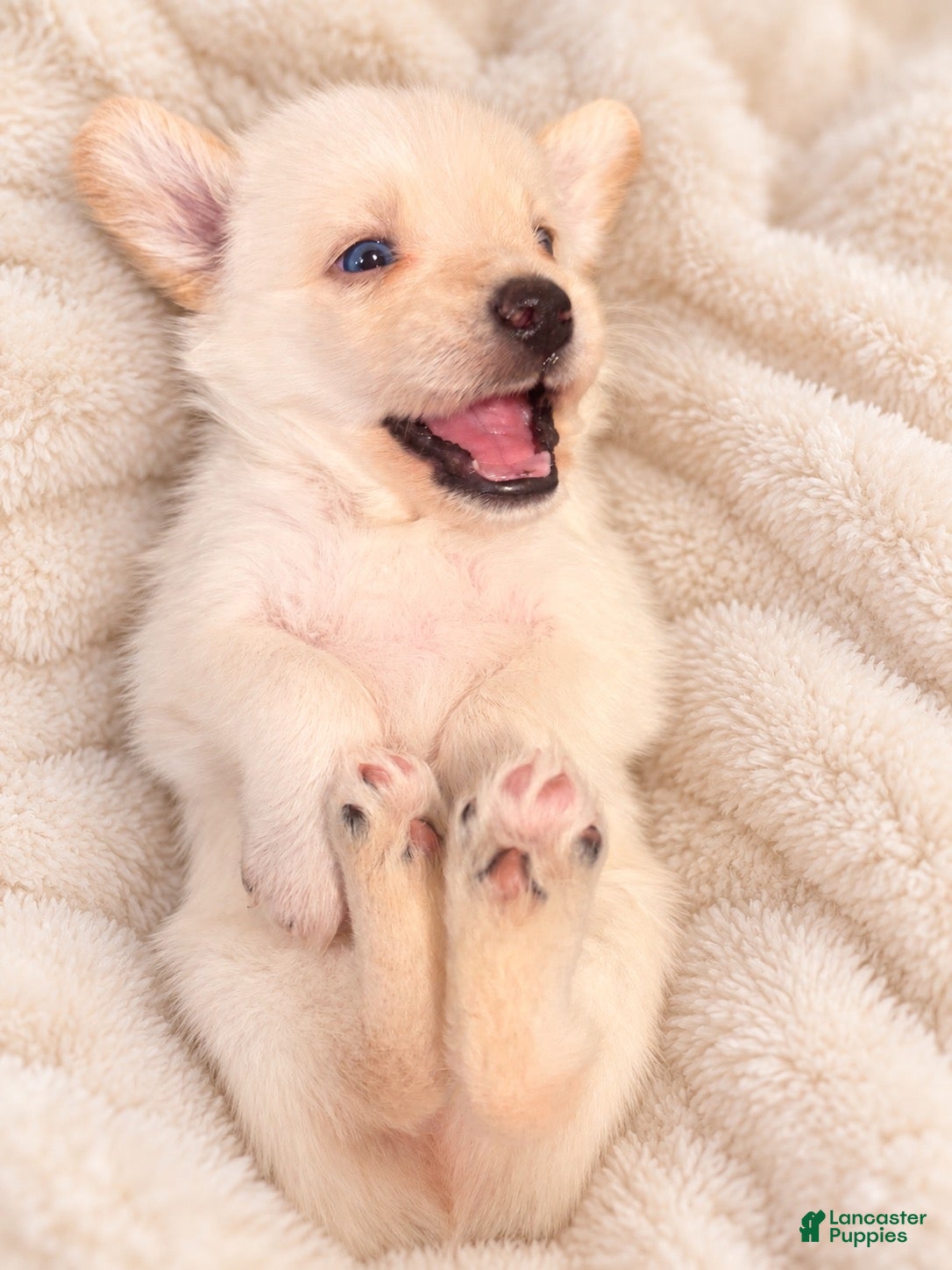 Mixed Breed dogs for sale: Rocko - Ad 1
