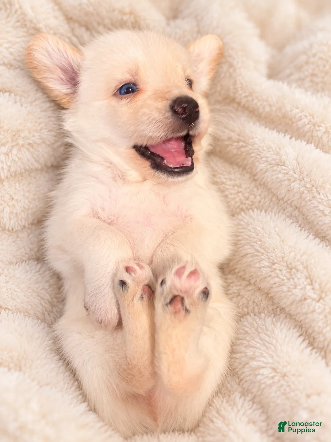 Mixed Breed dogs for sale: Rocko - Ad 1