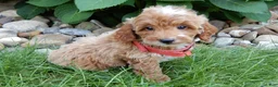 Mini Goldendoodle dogs for sale: Tommy - Ad 6