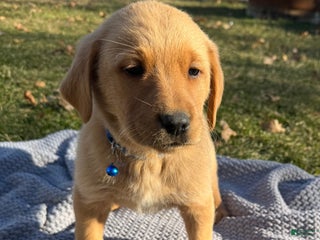 Goldador dogs Theo - Ad 24