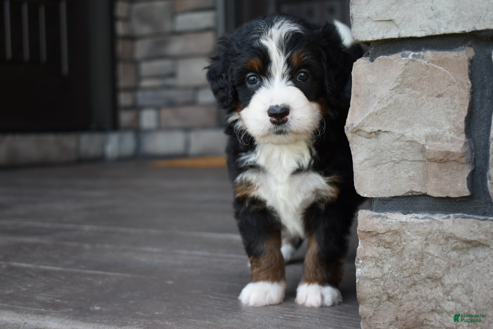 Mini Bernedoodle dogs Carla - Ad 2