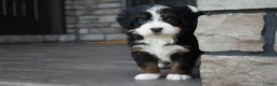 Mini Bernedoodle dogs for sale: Carla - Ad 2
