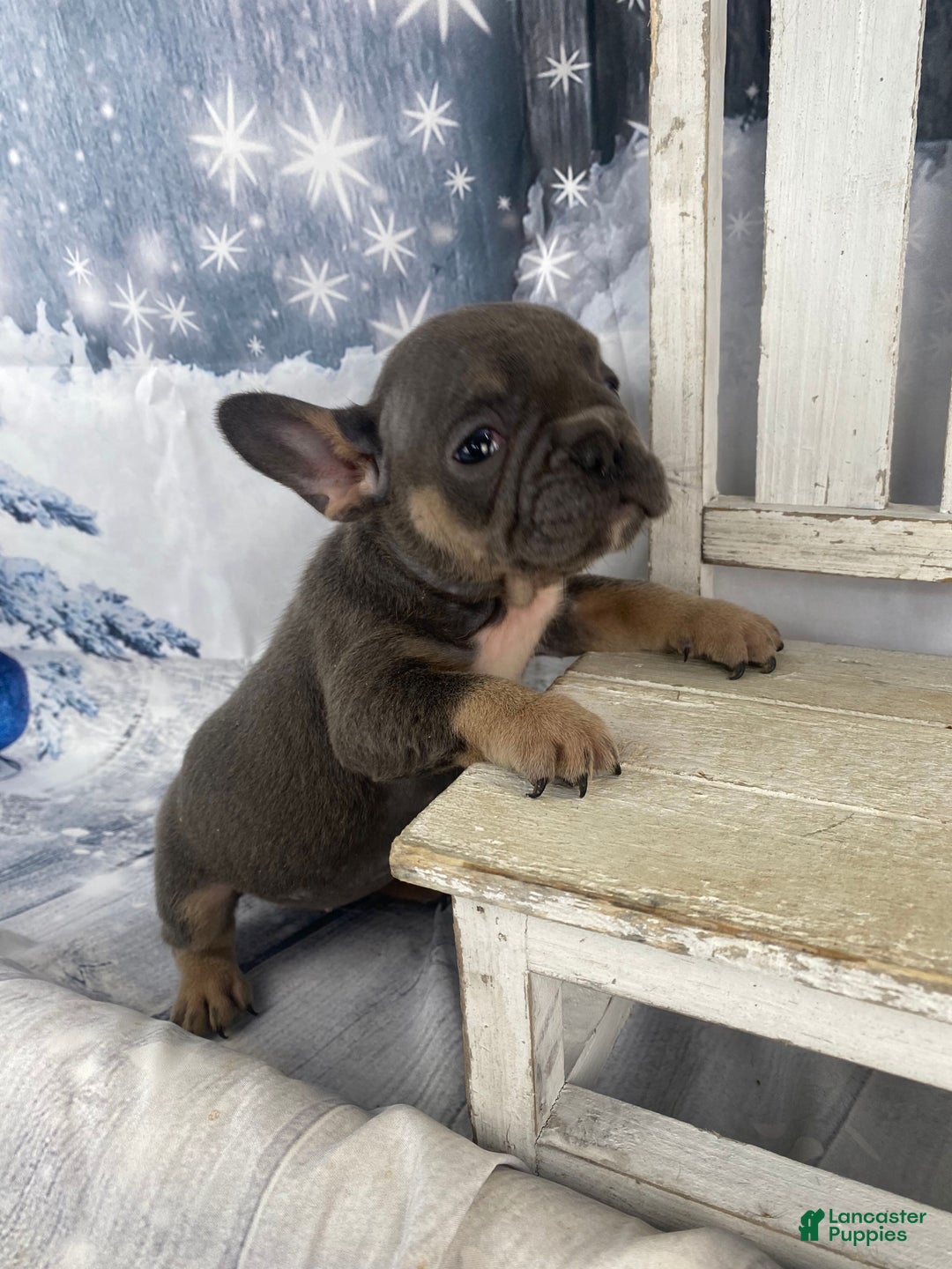 French Bulldog dogs for sale: Paisley - Ad 3