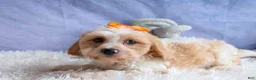Cavachon dogs for sale: ROMEO - Ad 6