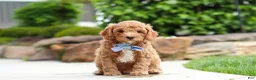 Cavapoo dogs for sale: Maverick - Ad 1