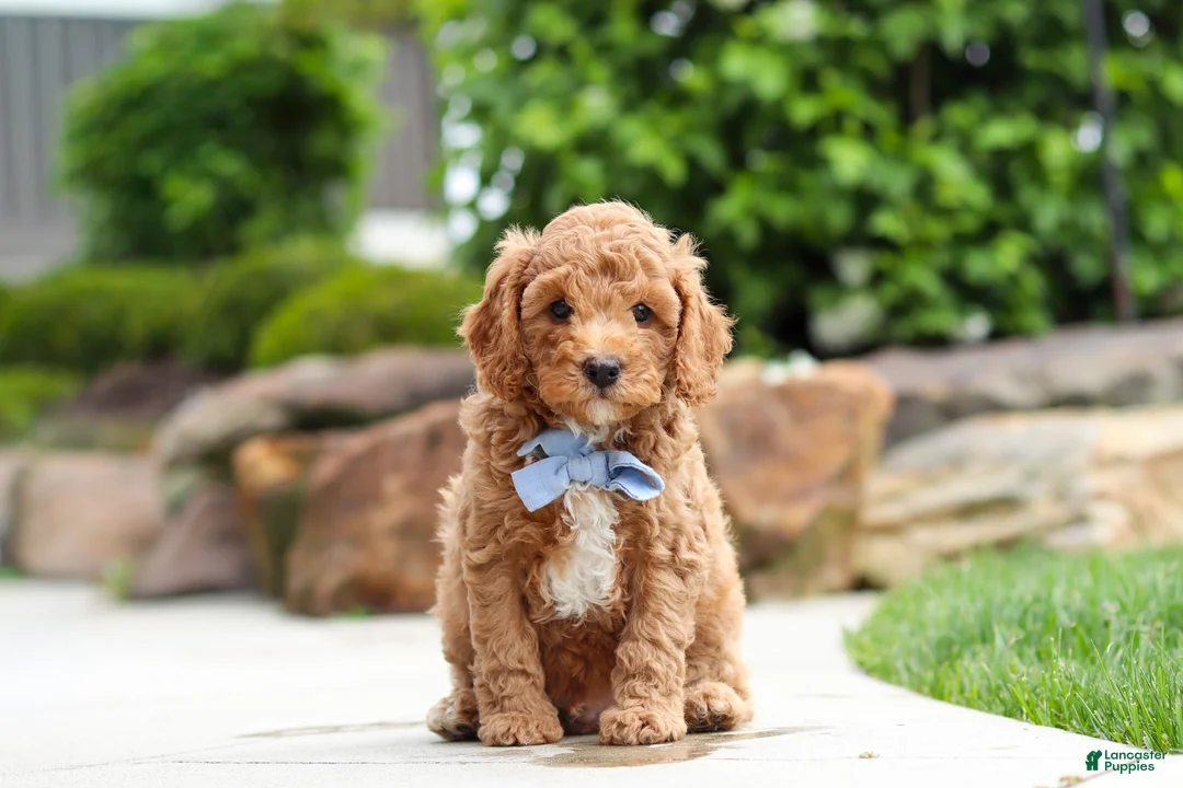 Cavapoo dogs for sale: Maverick - Ad 1