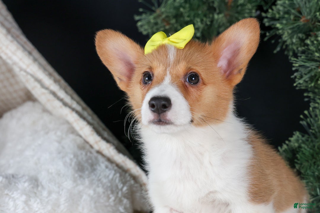Welsh Corgi Pembroke dogs for sale: Izzy - Ad 8