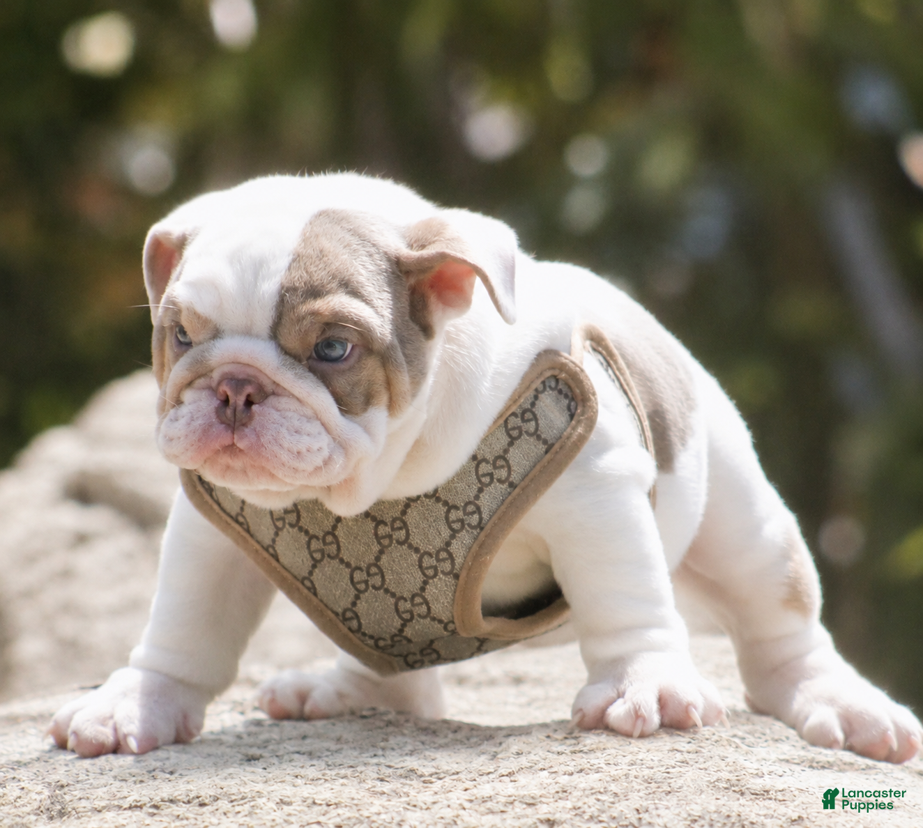 English Bulldog dogs English Bulldog Puppy  - Ad 2