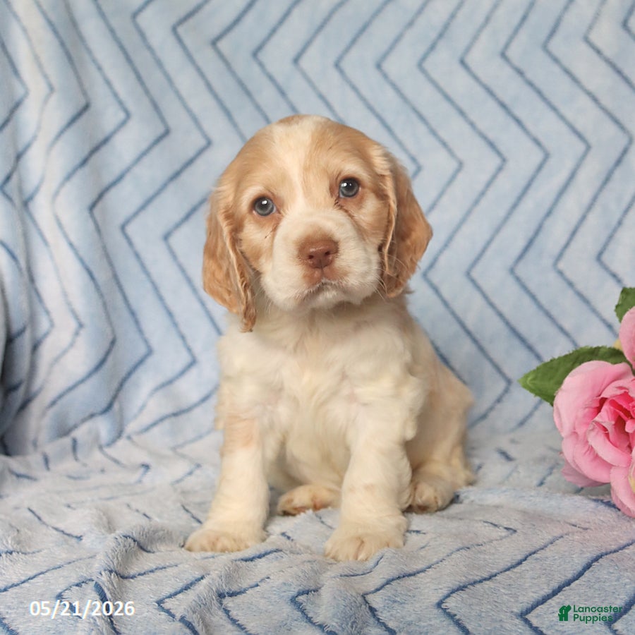 English Cocker Spaniel dogs Cooper - Ad 1