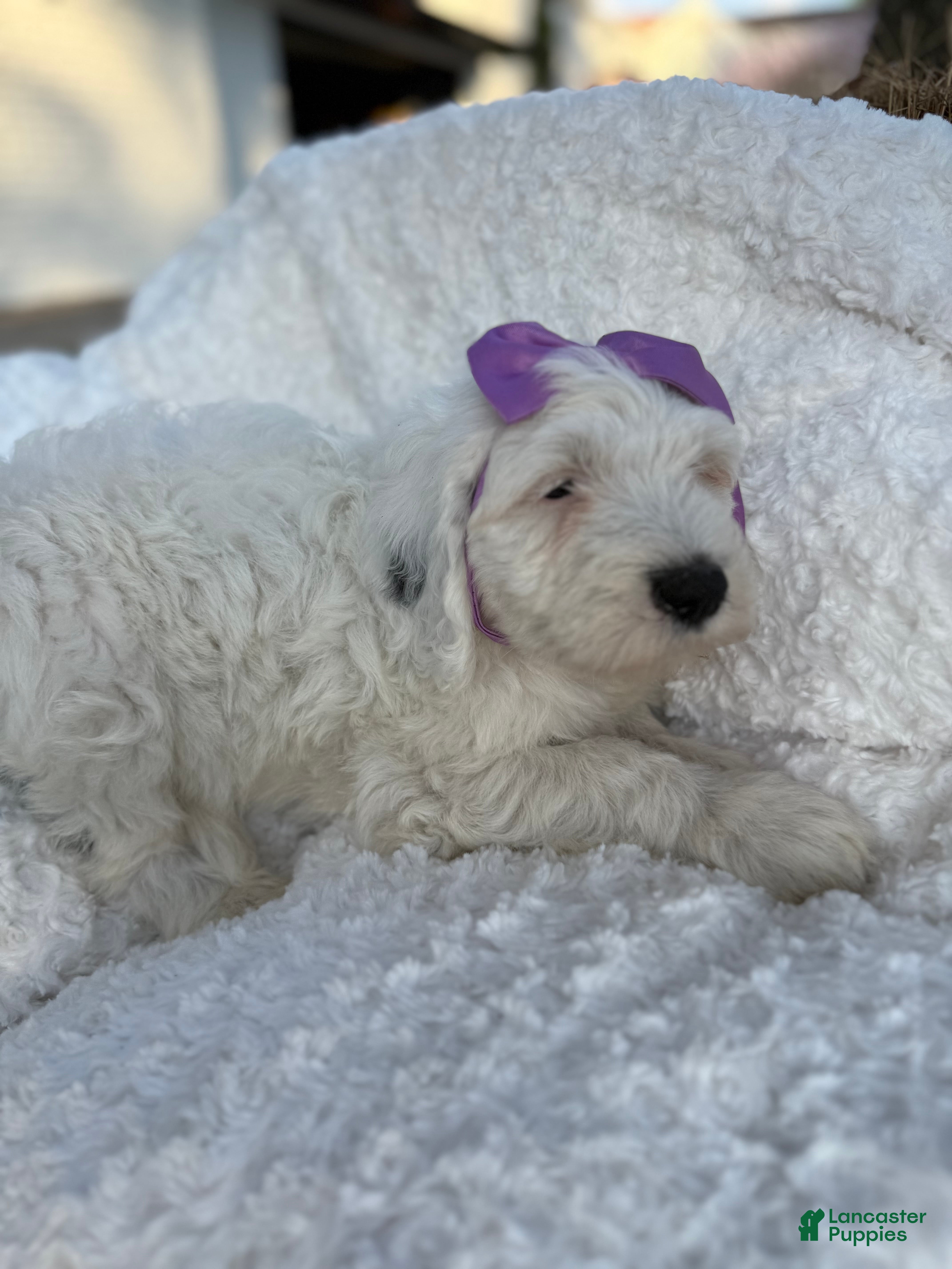 Sheepadoodle dogs Agave  - Ad 1