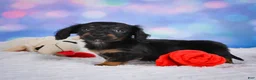Miniature Dachshund dogs for sale: Winston - Ad 8
