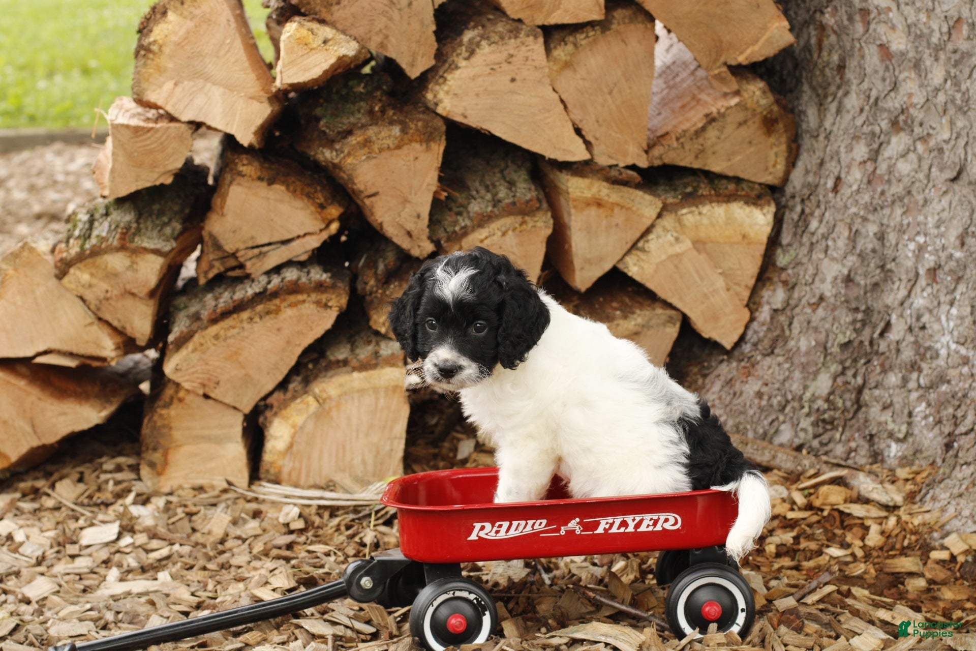 Cockapoo dogs for sale: Oreo - Ad 1