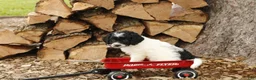 Cockapoo dogs for sale: Oreo - Ad 1