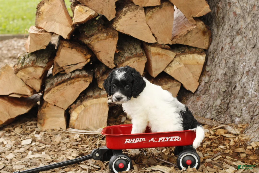 Cockapoo dogs for sale: Oreo - Ad 1