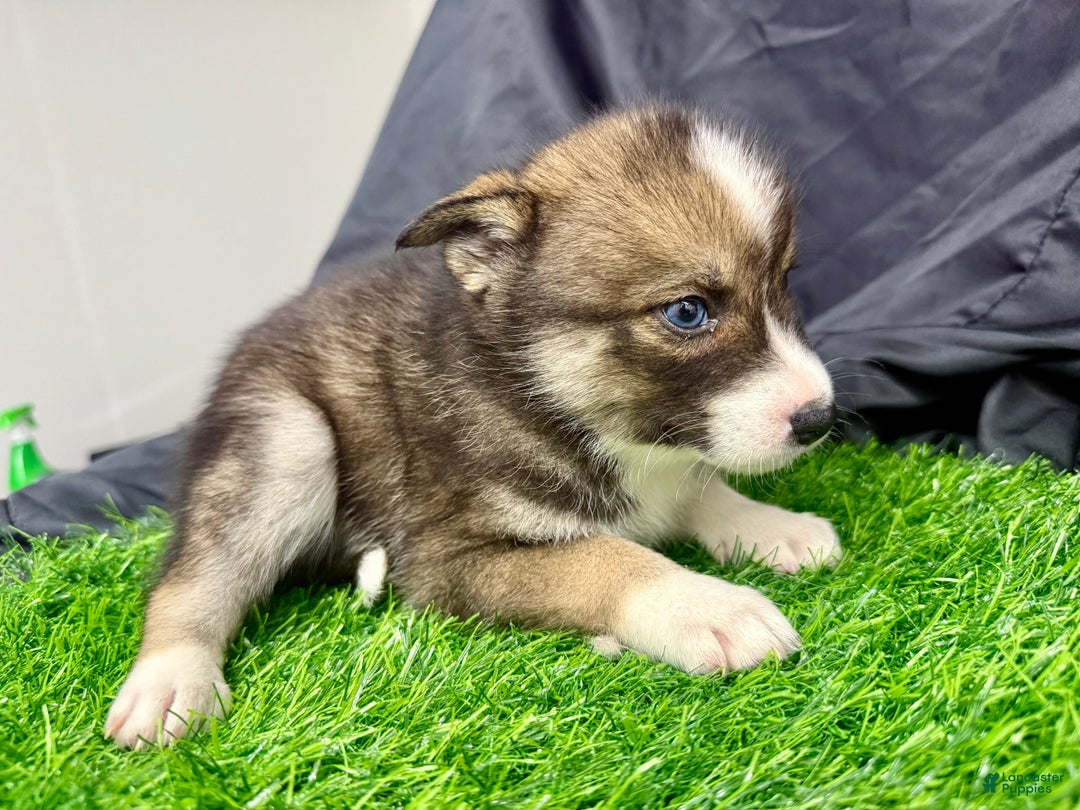 Mixed Breed dogs for sale: Noelle - Ad 9