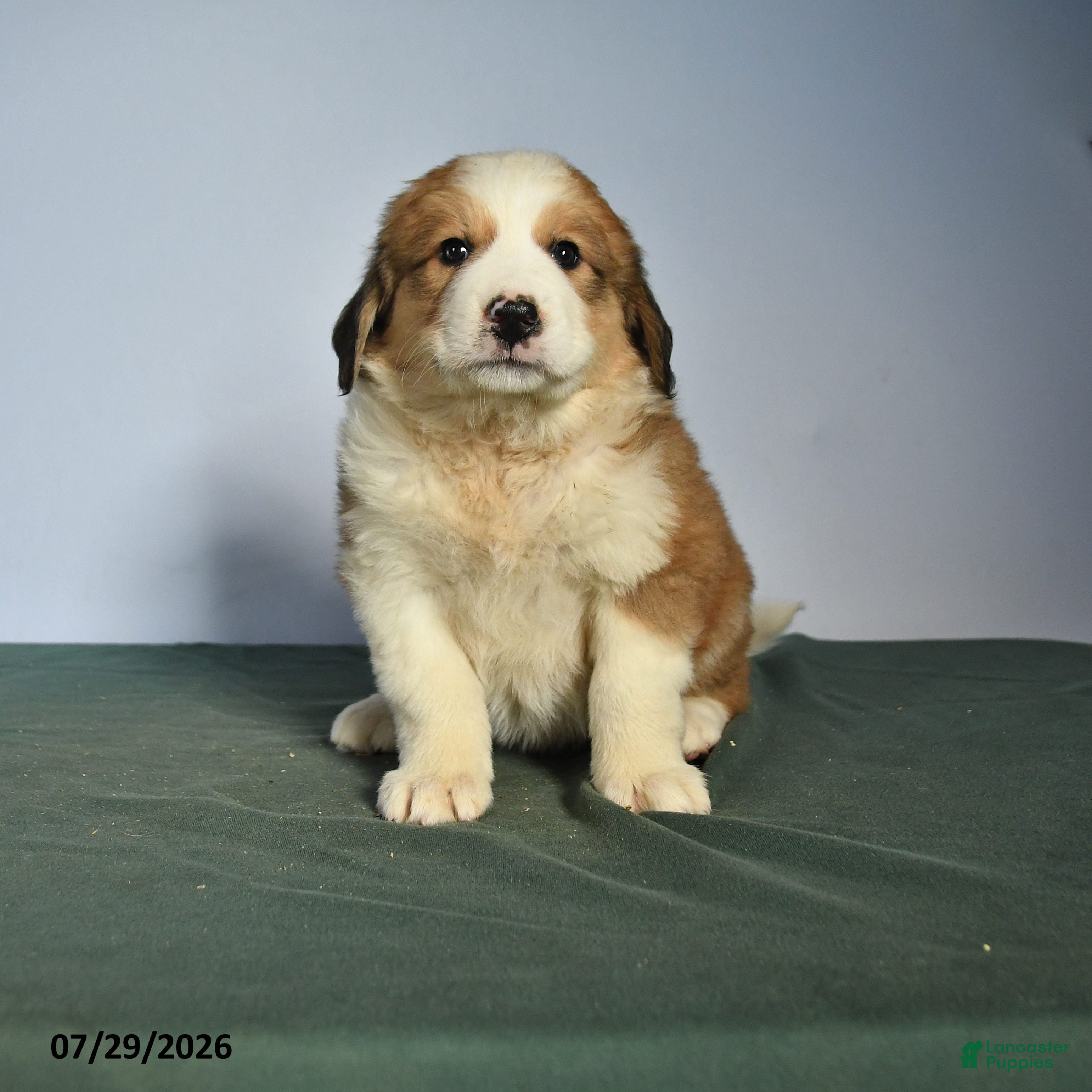 Mixed Breed dogs Catherine - Ad 1