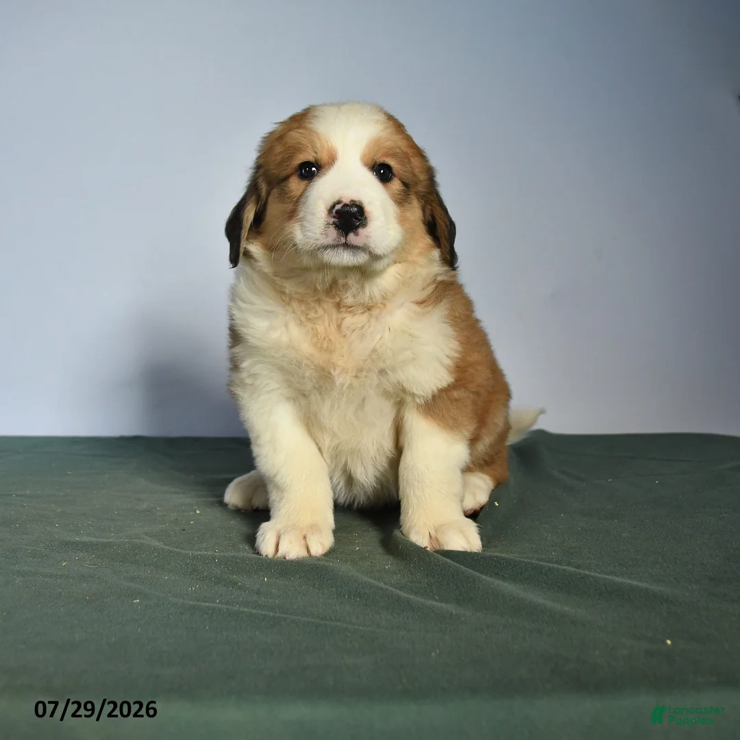 Mixed Breed dogs for sale: Catherine - Ad 1