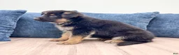 German Shepherd dogs for sale: Missy - Ad 5
