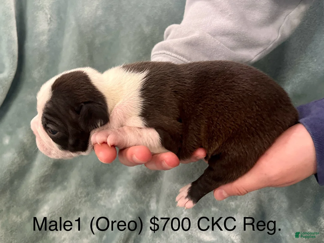 Boston Terrier dogs for sale: Oreo (CKC)  - Ad 5