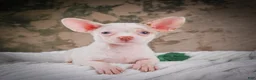 Chihuahua dogs for sale: Cole - Ad 14