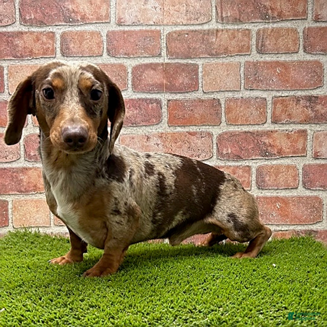 Miniature Dachshund dogs for sale: Sammy - Ad 6