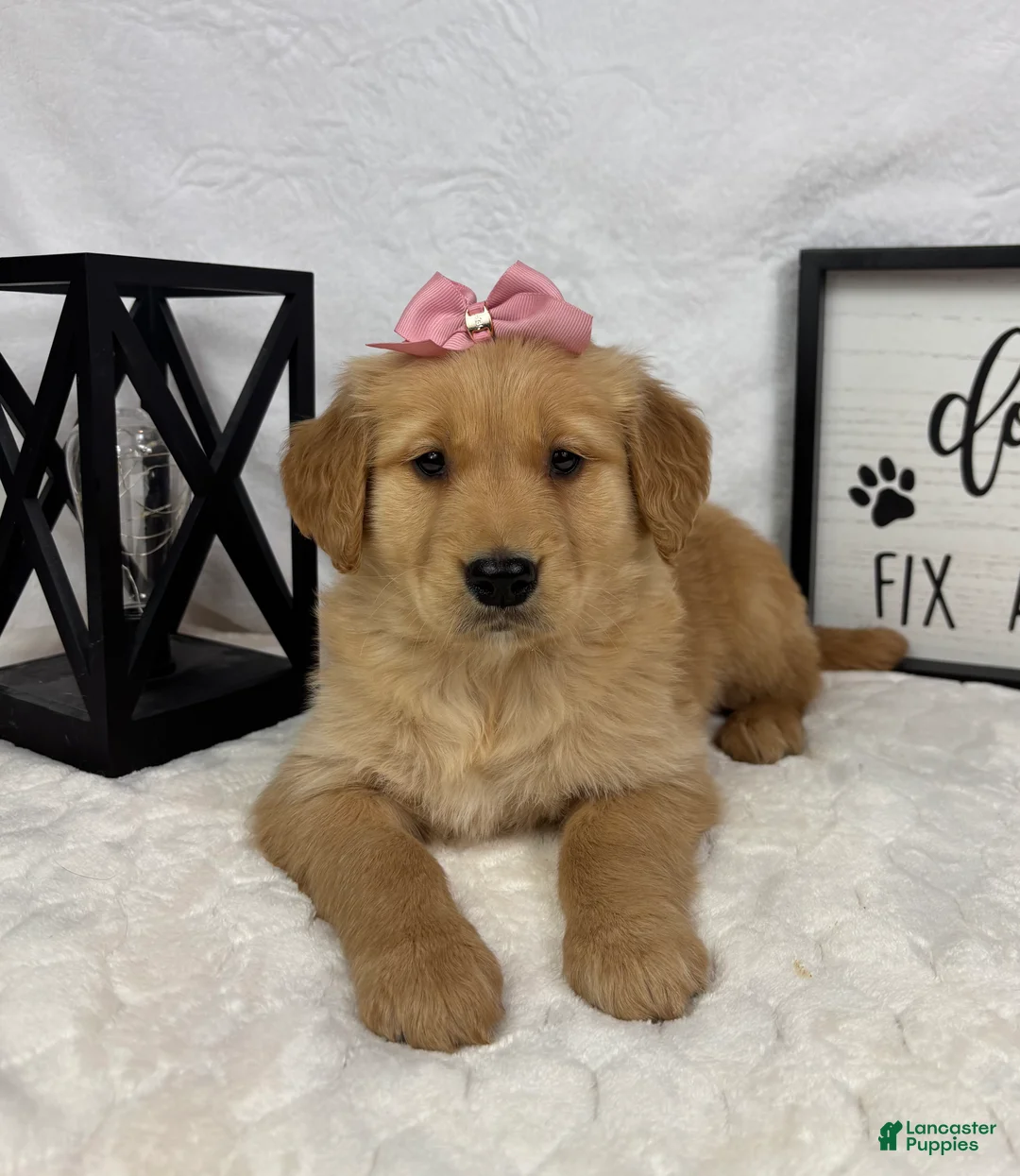 Golden Retriever dogs for sale: Gigi - Ad 5