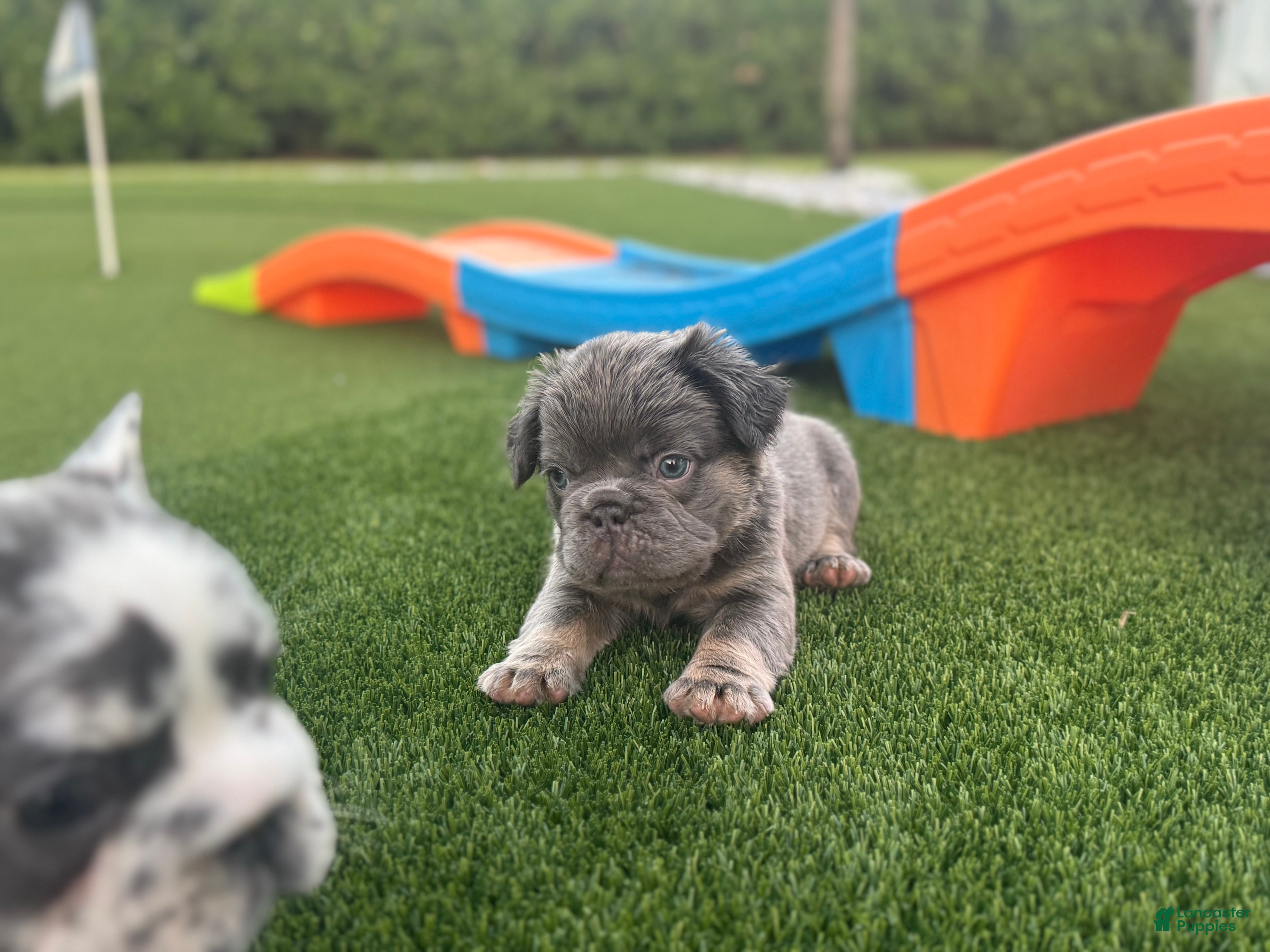 French Bulldog dogs Clint - Ad 2