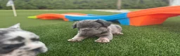 French Bulldog dogs for sale: Clint - Ad 2