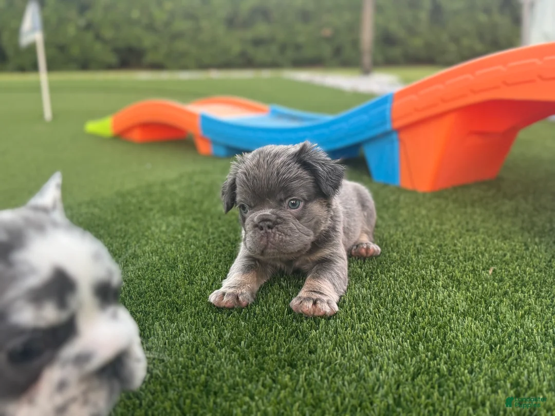 French Bulldog dogs for sale: Clint - Ad 2