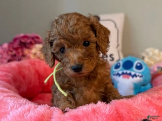 Mini Goldendoodle dogs Gantu Yellow Collar Male - Ad 25