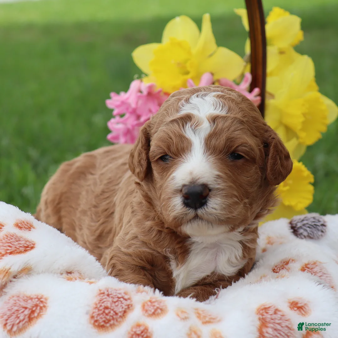 Mini Goldendoodle dogs for sale: Duke - Ad 1